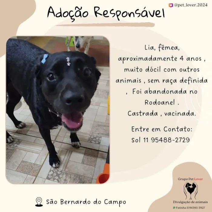 Cachorro raça SRD-ViraLata idade 4 anos nome Lia