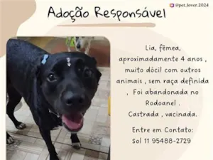 Cachorro raça SRD-ViraLata idade 4 anos nome Lia