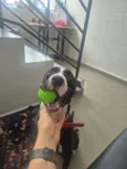 José