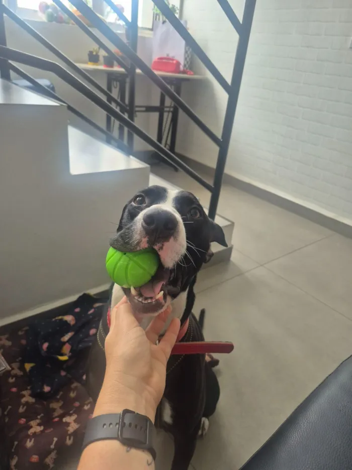 Cachorro raça SRD-ViraLata idade 1 ano nome José