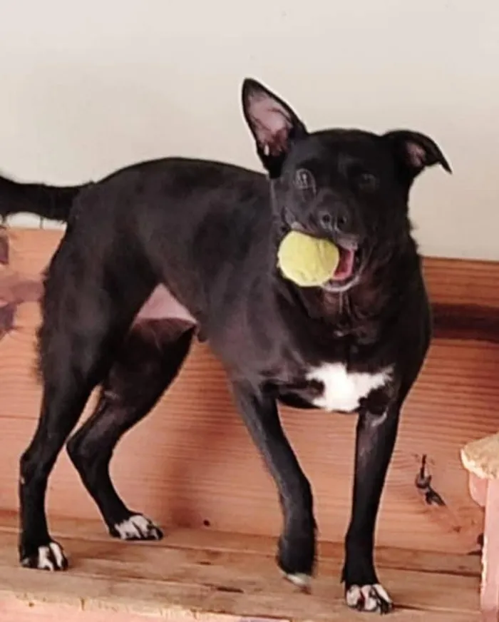 Cachorro raça SRD-ViraLata idade 1 ano nome LIA