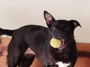 Cachorro raça SRD-ViraLata idade 1 ano nome LIA