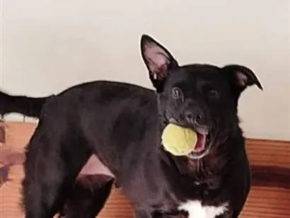 Cachorro raça SRD-ViraLata idade 1 ano nome LIA