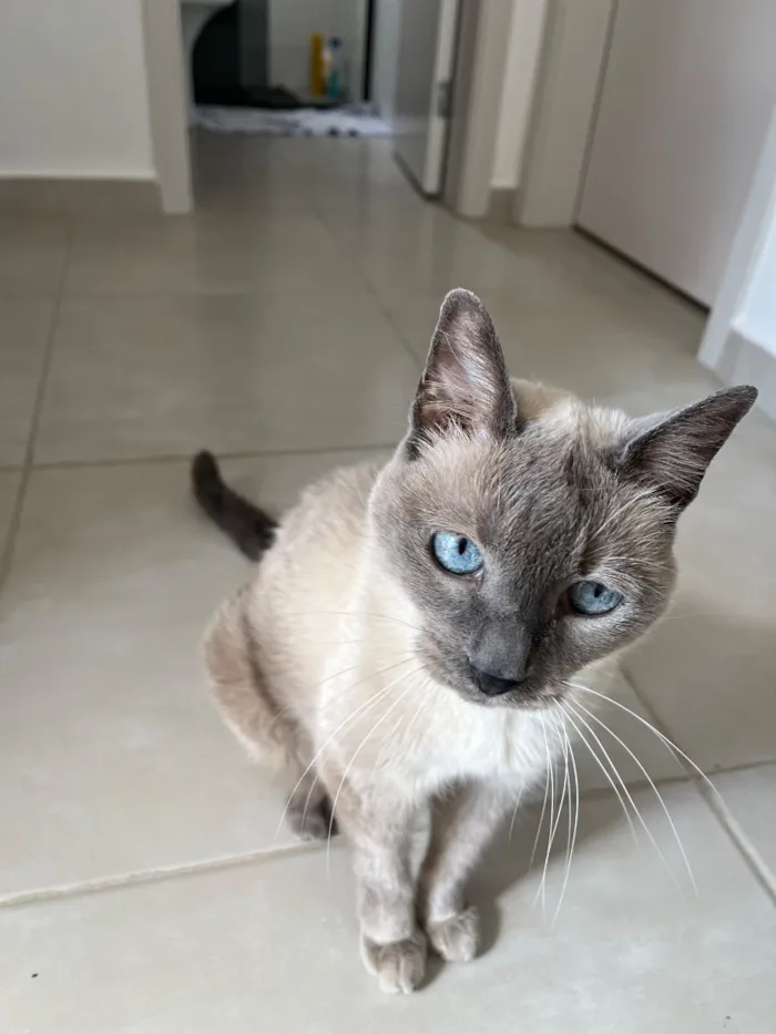 Gato raça Siamês idade 4 anos nome July