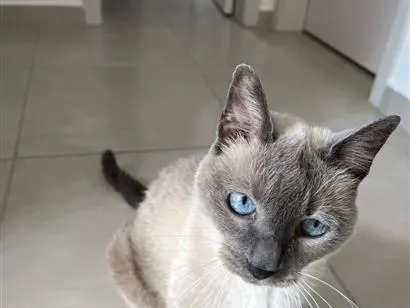 Gato raça Siamês idade 4 anos nome July