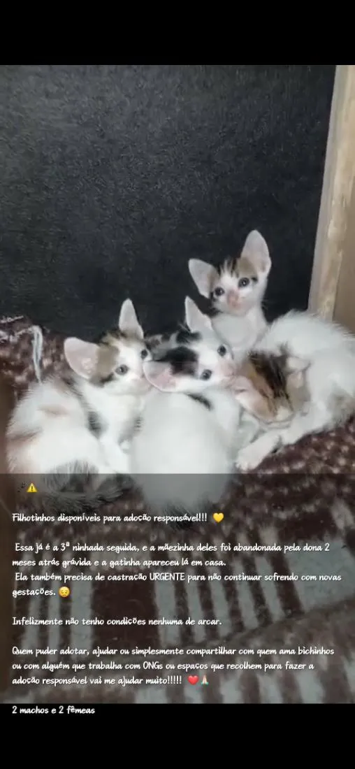 Gato raça SRD-ViraLata idade Abaixo de 2 meses nome sem nomes 