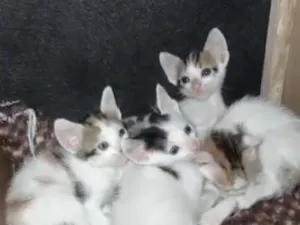 Gato raça SRD-ViraLata idade Abaixo de 2 meses nome sem nomes 