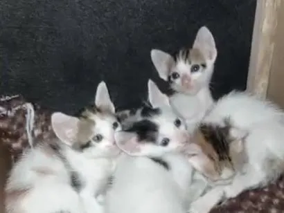 Gato raça SRD-ViraLata idade Abaixo de 2 meses nome sem nomes 