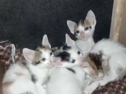 Gato raça SRD-ViraLata idade Abaixo de 2 meses nome sem nomes 