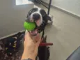José