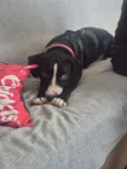 José