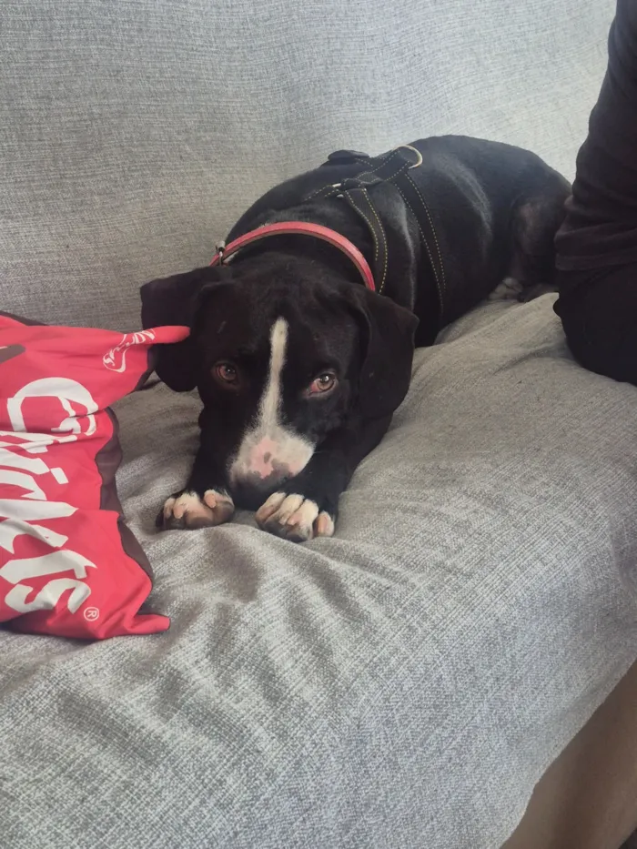 Cachorro raça SRD-ViraLata idade 1 ano nome José