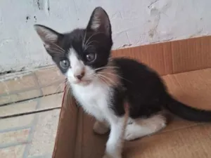 Gato raça Siamês idade Abaixo de 2 meses nome PUDIM