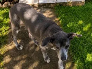 Cachorro raça SRD-ViraLata idade 6 ou mais anos nome Viola