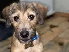 Cachorro raça SRD-ViraLata idade 2 a 6 meses nome LOKI