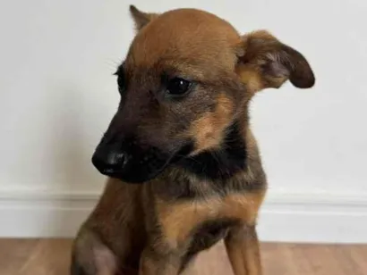 Cachorro raça SRD-ViraLata idade 2 a 6 meses nome Caramelo