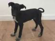 Pretinha