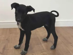 Cachorro raça SRD-ViraLata idade 2 a 6 meses nome Pretinha