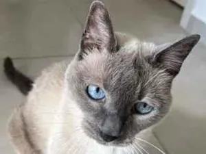 Gato raça Siamês idade 4 anos nome July