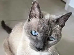 Gato raça Siamês idade 4 anos nome July