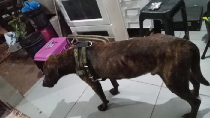 Cachorro raça Pit-Bull idade 2 anos nome Zheus 