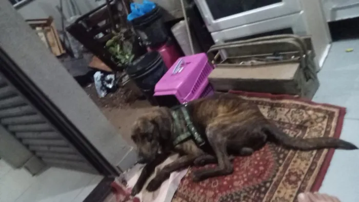 Cachorro raça Pit-Bull idade 2 anos nome Zheus 