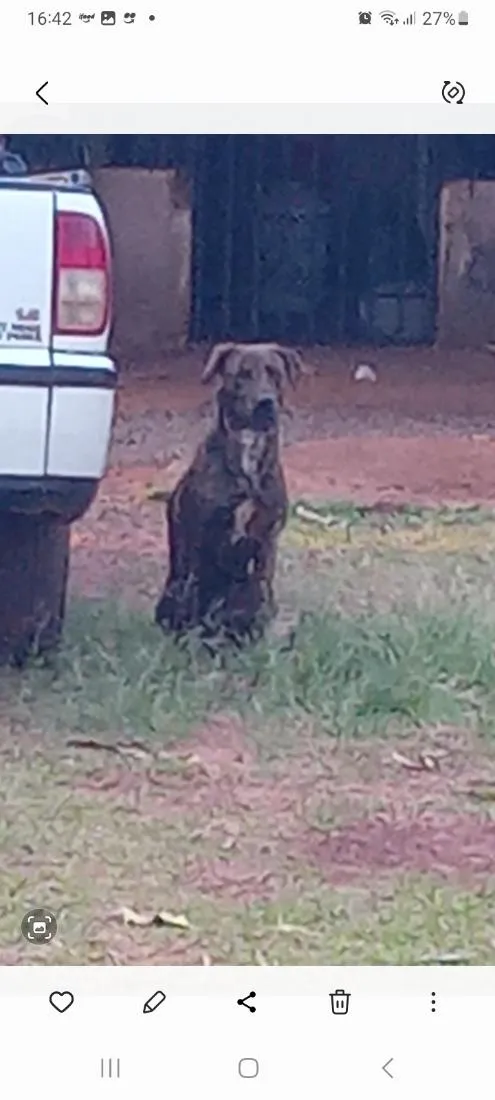Cachorro raça Pit-Bull idade 2 anos nome Zheus 