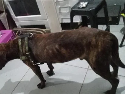 Cachorro raça Pit-Bull idade 2 anos nome Zheus 