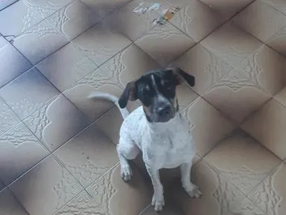 Cachorro raça SRD-ViraLata idade 2 a 6 meses nome Bob