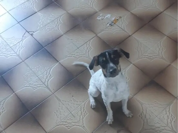 Cachorro raça SRD-ViraLata idade 2 a 6 meses nome Bob