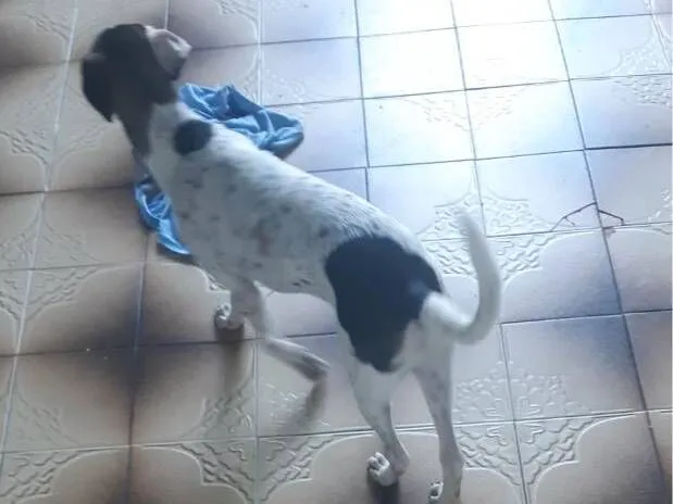 Cachorro raça SRD-ViraLata idade 2 a 6 meses nome Bob