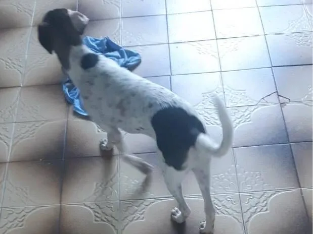 Cachorro raça SRD-ViraLata idade 2 a 6 meses nome Bob