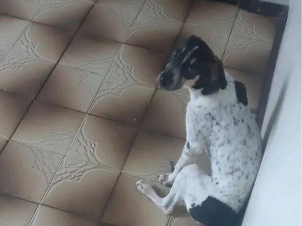 Cachorro raça SRD-ViraLata idade 2 a 6 meses nome Bob