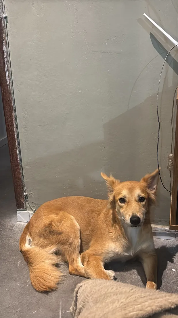 Cachorro raça SRD-ViraLata idade 2 anos nome Nala