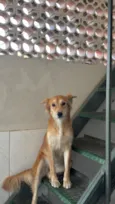 Nala