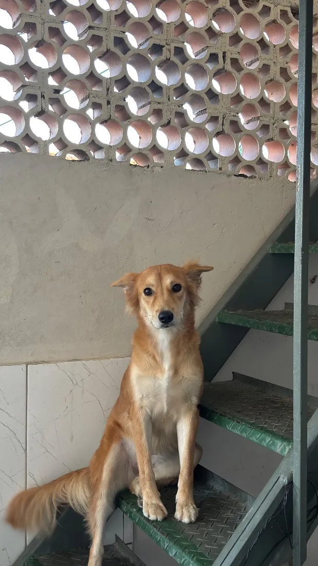 Cachorro raça SRD-ViraLata idade 2 anos nome Nala