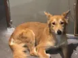 Nala