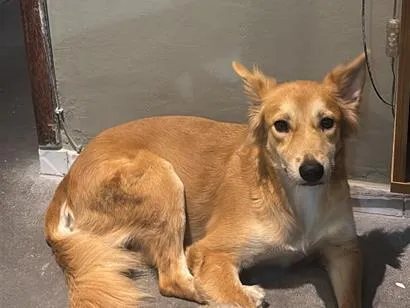 Cachorro raça SRD-ViraLata idade 2 anos nome Nala
