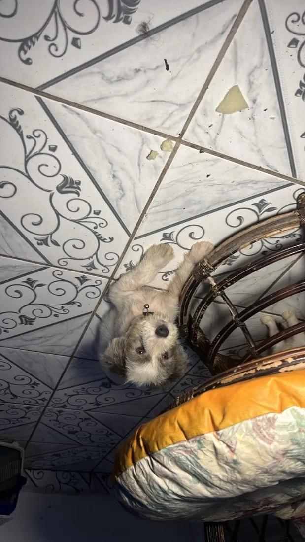 Cachorro raça SRD-ViraLata idade 2 a 6 meses nome Mayckr