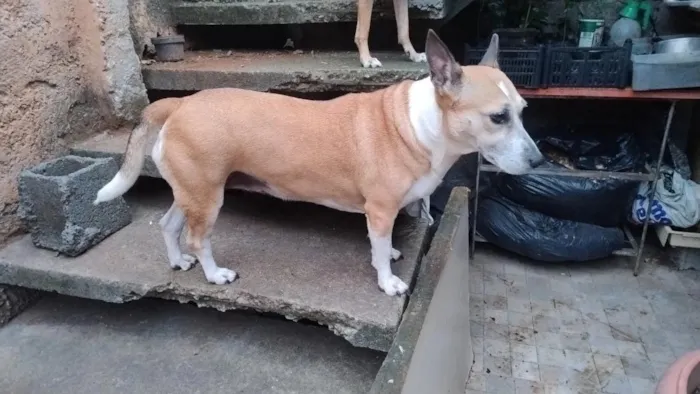 Cachorro raça SRD-ViraLata idade 5 anos nome Pandora 