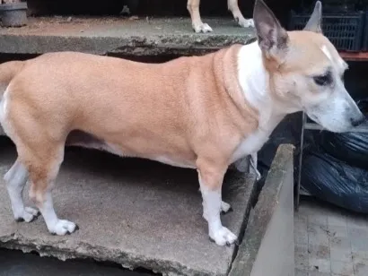 Cachorro raça SRD-ViraLata idade 5 anos nome Pandora 