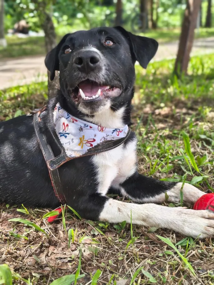 Cachorro raça SRD-ViraLata idade 2 anos nome Guts
