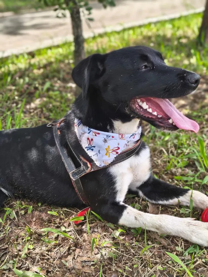 Cachorro raça SRD-ViraLata idade 2 anos nome Guts