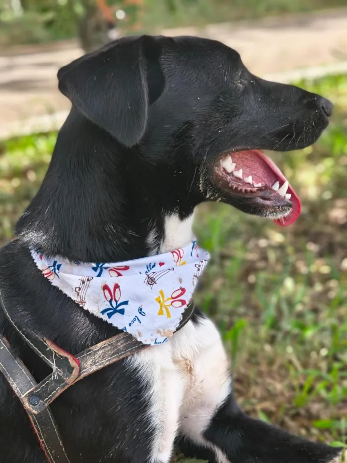 Cachorro raça SRD-ViraLata idade 2 anos nome Guts