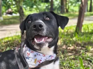 Cachorro raça SRD-ViraLata idade 2 anos nome Guts