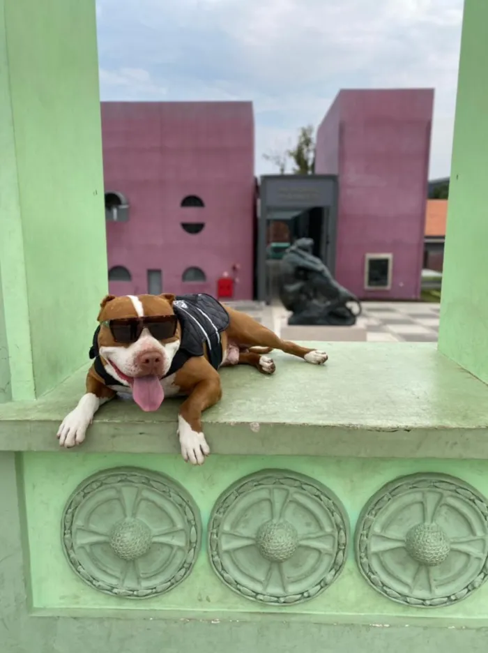 Cachorro raça Pit-Bull idade 5 anos nome Killer