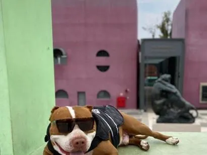 Cachorro raça Pit-Bull idade 5 anos nome Killer