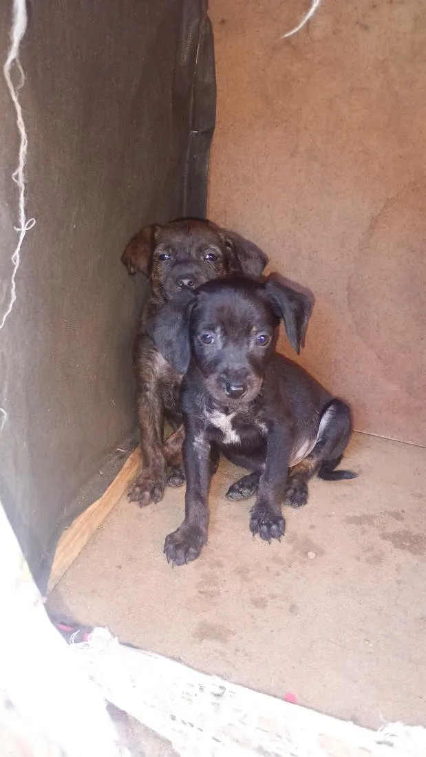 Cachorro raça SRD-ViraLata idade Abaixo de 2 meses nome não tem 