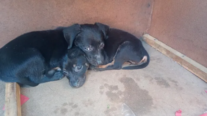 Cachorro raça SRD-ViraLata idade Abaixo de 2 meses nome não tem 