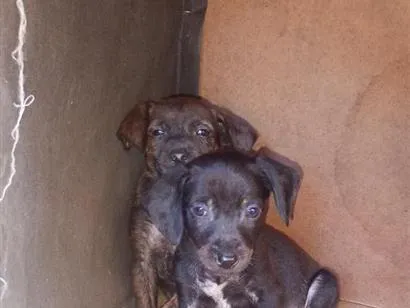 Cachorro raça SRD-ViraLata idade Abaixo de 2 meses nome não tem 